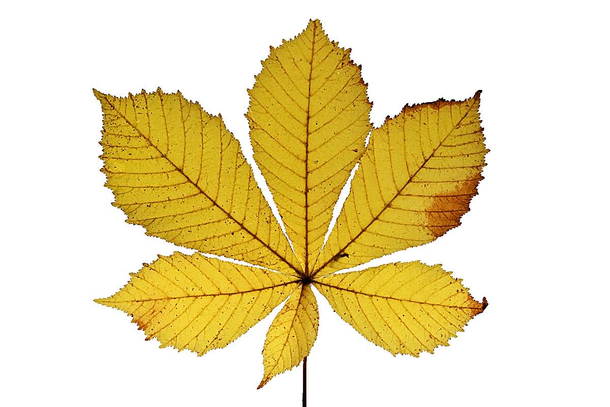 6 Fiederblätter.jpg