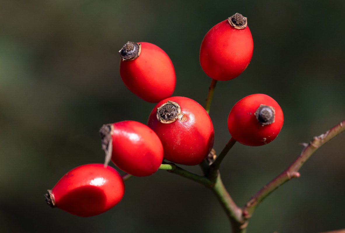 6 hagebutten.jpg