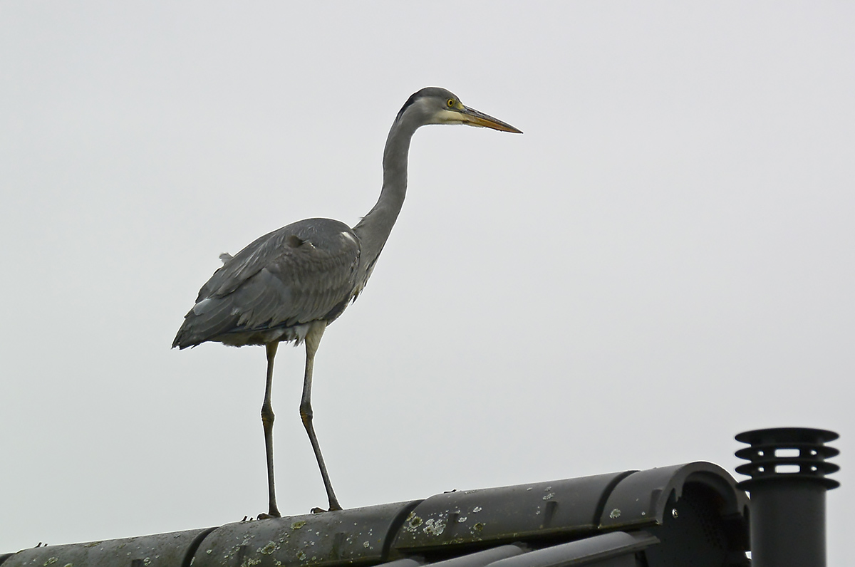 _DSC0090KAxl.jpg