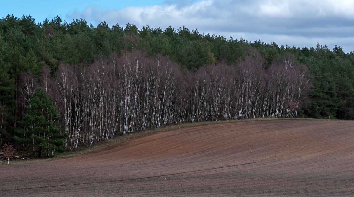 Acker am Waldrand.jpg