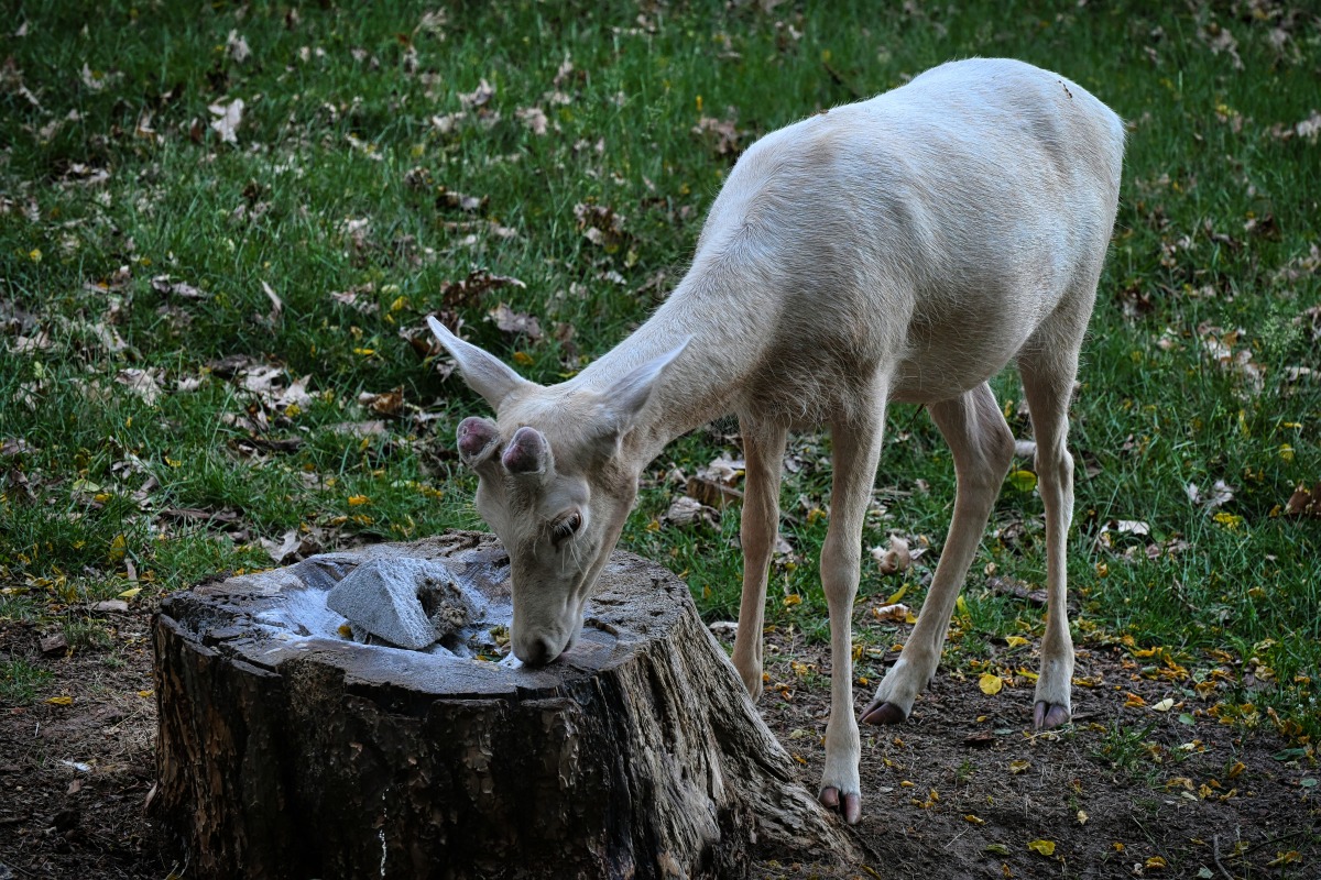 albino_damwild.jpg