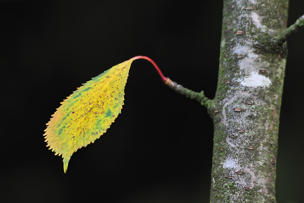 Alleinstellungsmerkmal (2).jpg