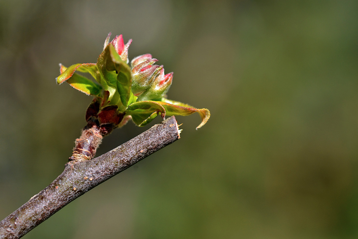 apfelbaum_blüte_1200.jpg