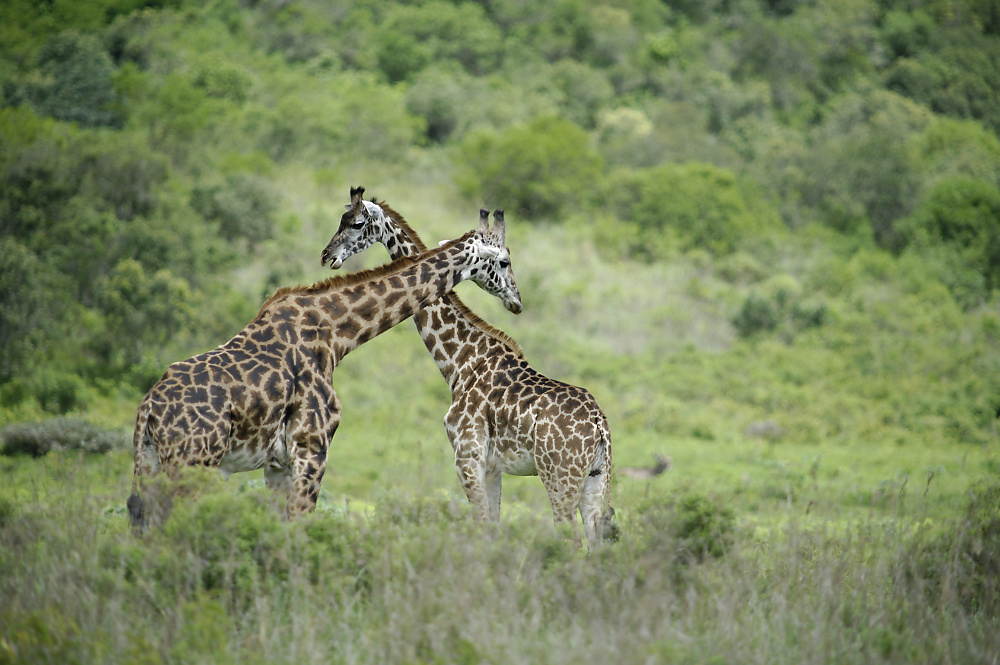 Arusha, NP.jpg