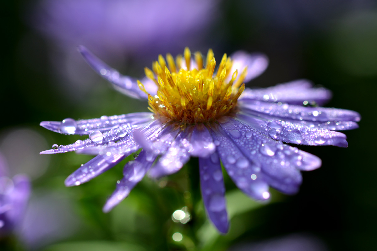 aster_1201.jpg