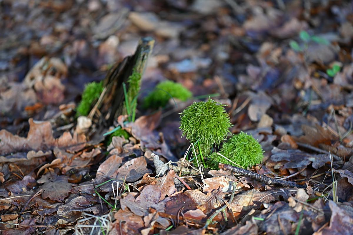 Auf dem Waldboden.jpg