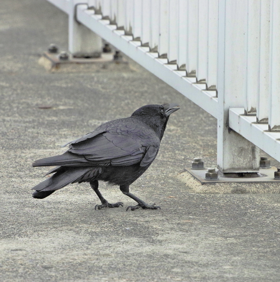 Auf der Seebrücke wuselte dieser Rabenvogel immer um meine Füße herum.jpg