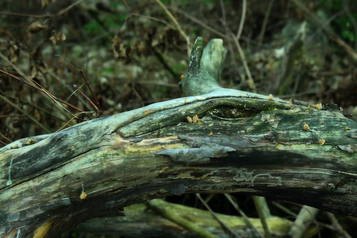 auge_baum.jpg
