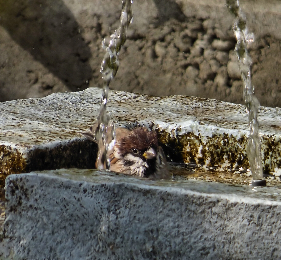 Badefreuden im Sommer.jpg