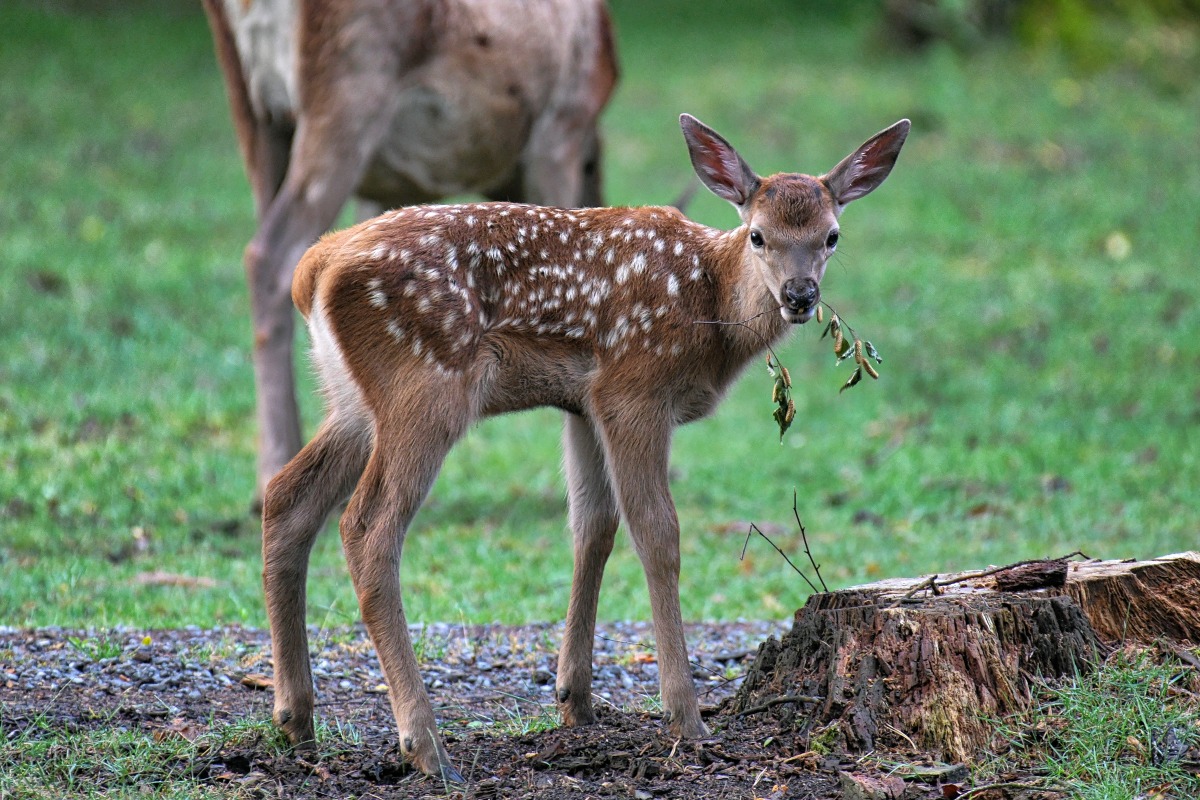 bambi.jpg
