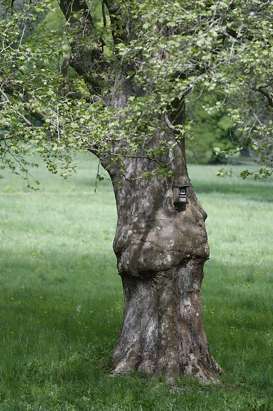 Baum mit Vogelhaus.jpg