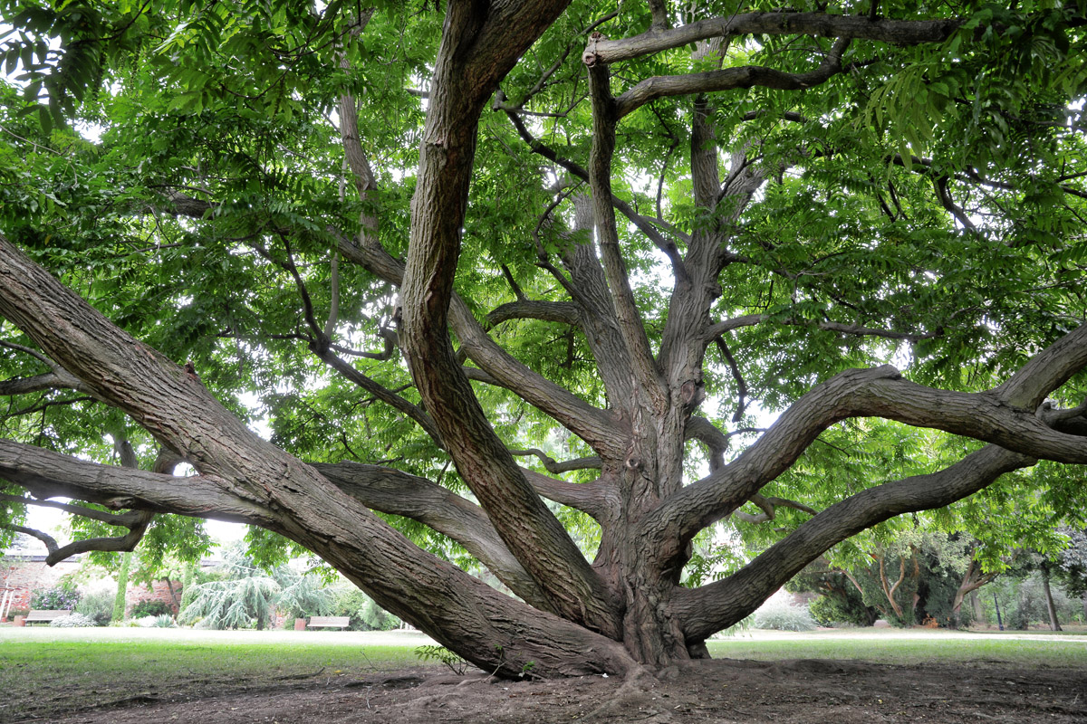 Baum - Schlosspark Bad Kreuznach.jpg