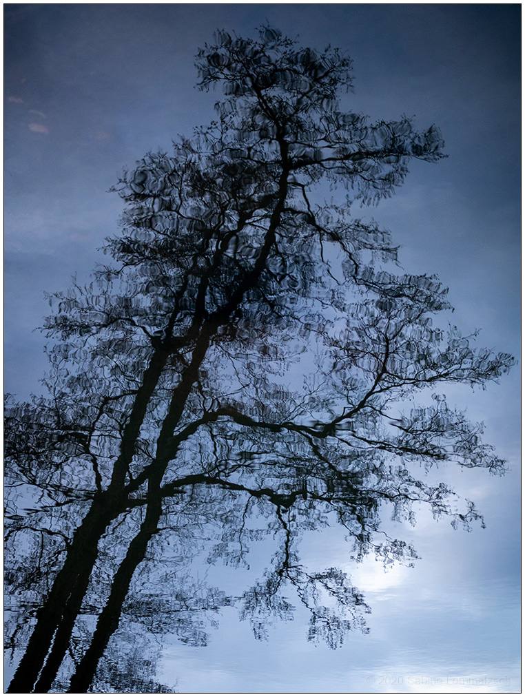 Baum Spiegelung