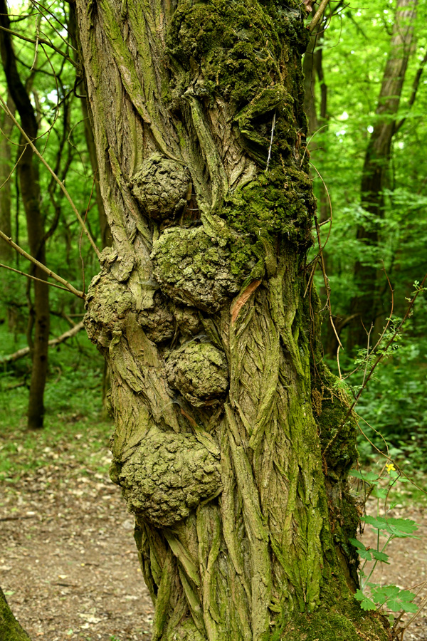 baum_02.jpg