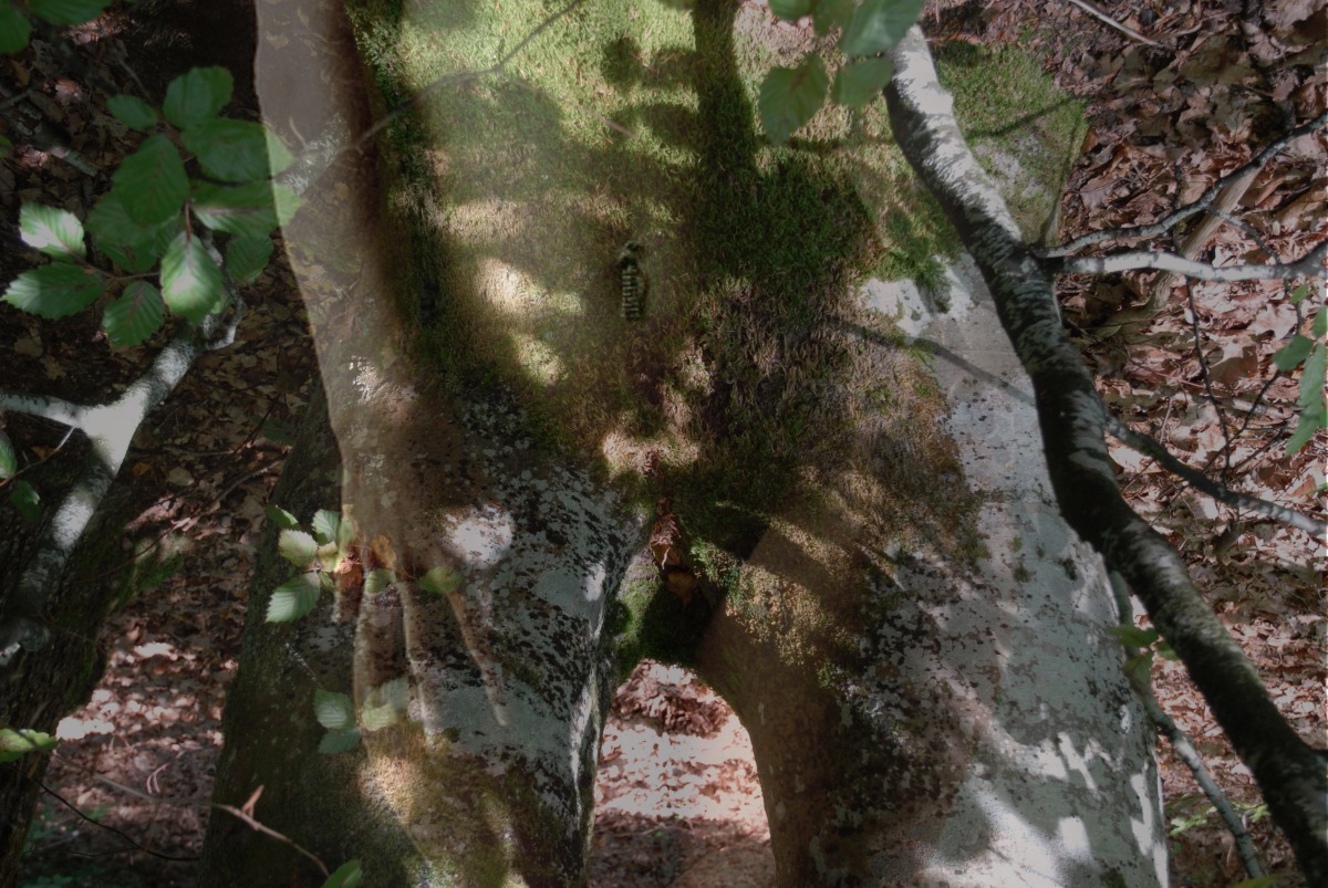 baum_akt.jpg