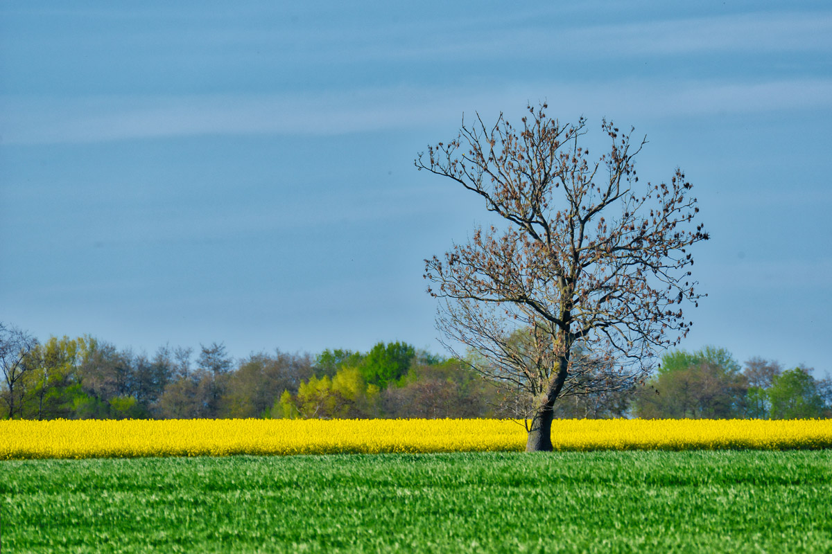 baum_am_rapsfeld_1200.jpg