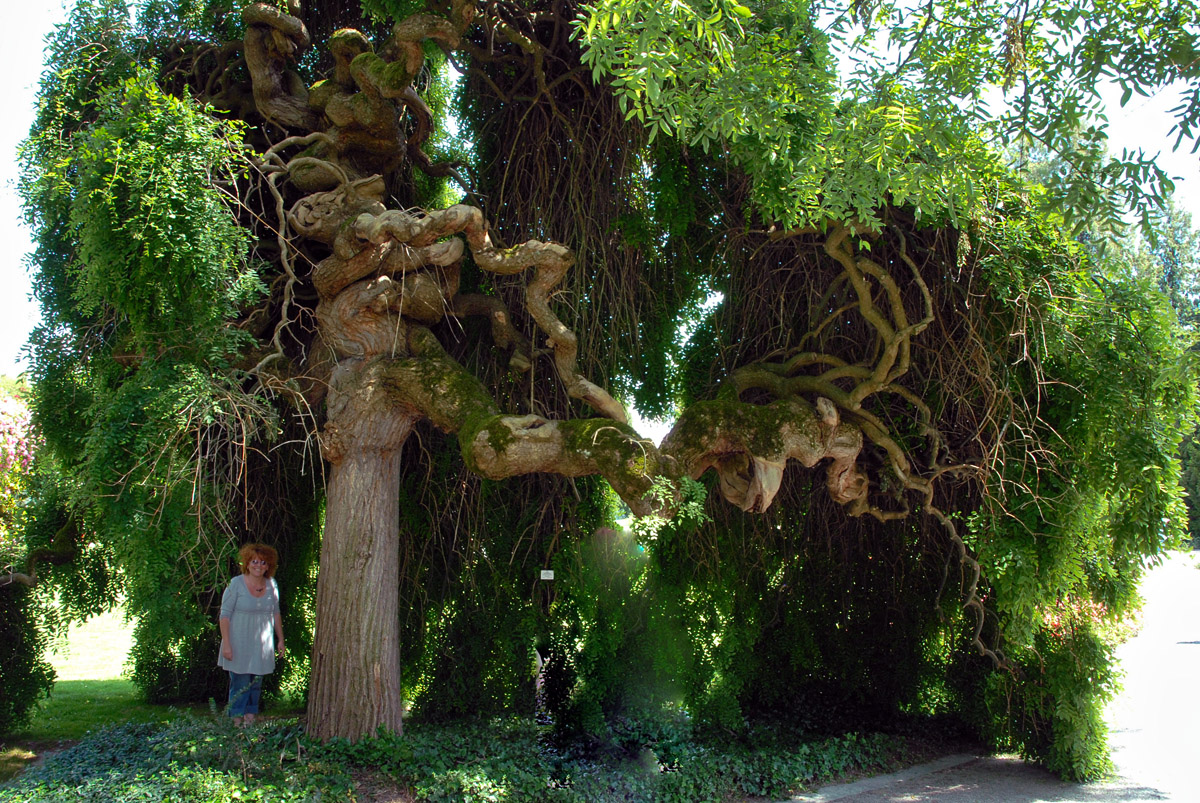 baum_insel_mainau.jpg