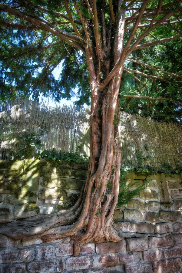 baum_mauer_01.jpg