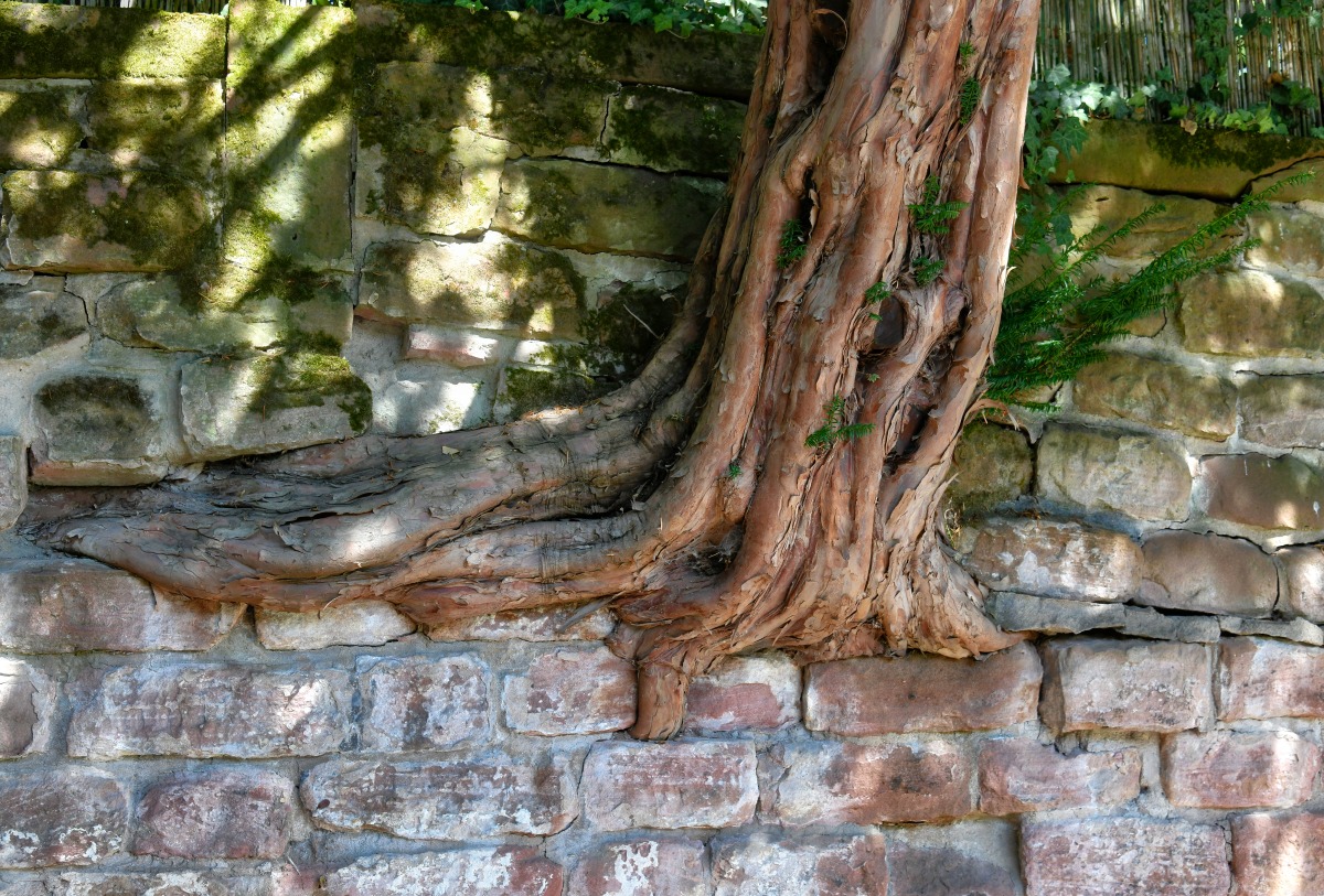 baum_mauer_02.jpg
