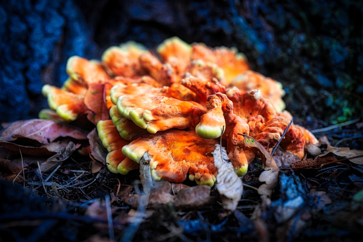 baum_pilz.jpg