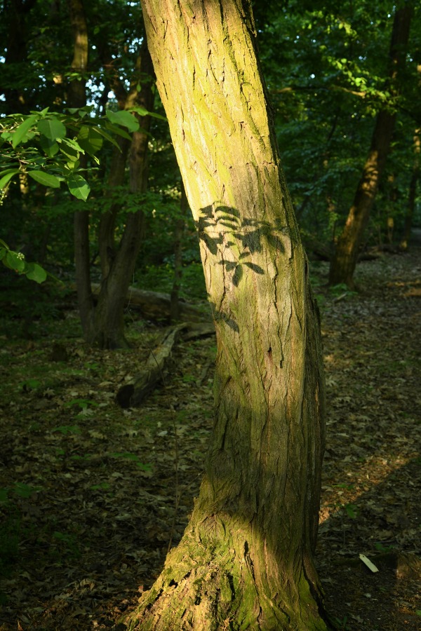 baum_schatten.jpg