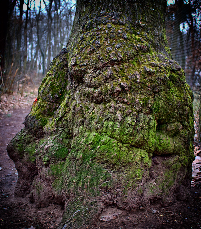 baum_warze_800.jpg