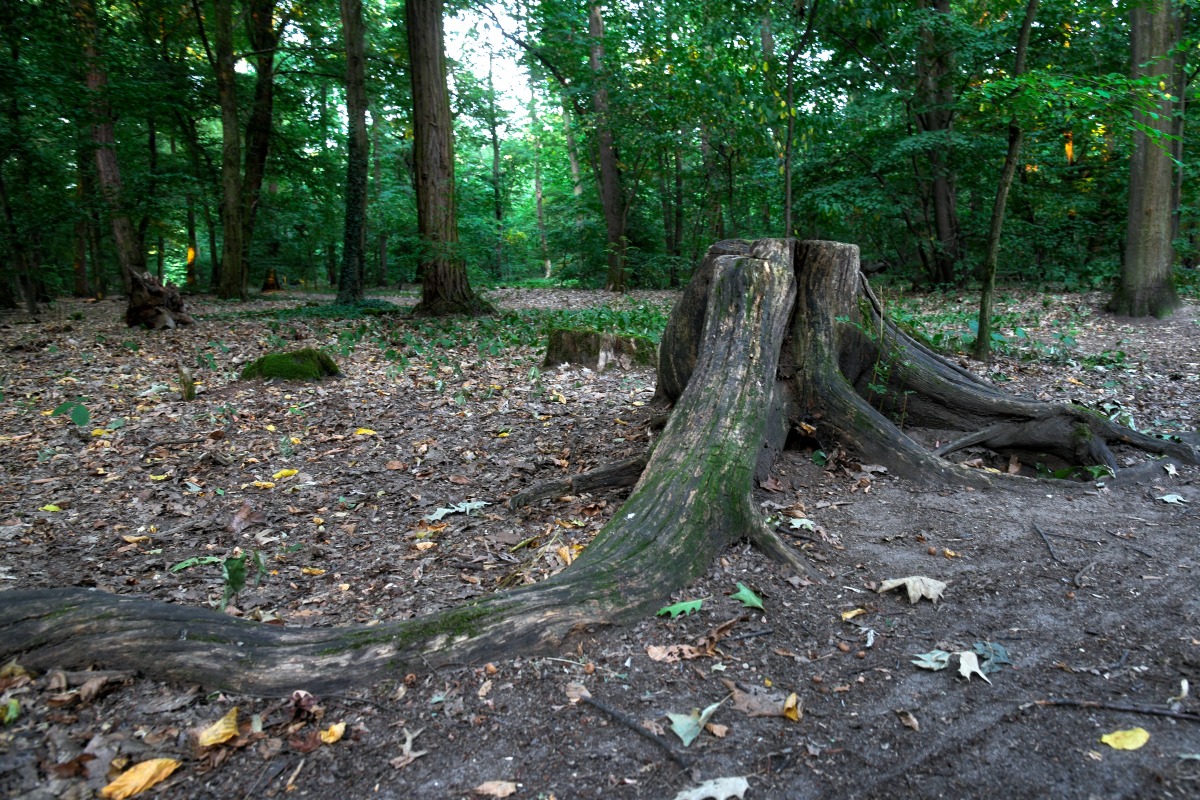 baum_wurzeln.jpg