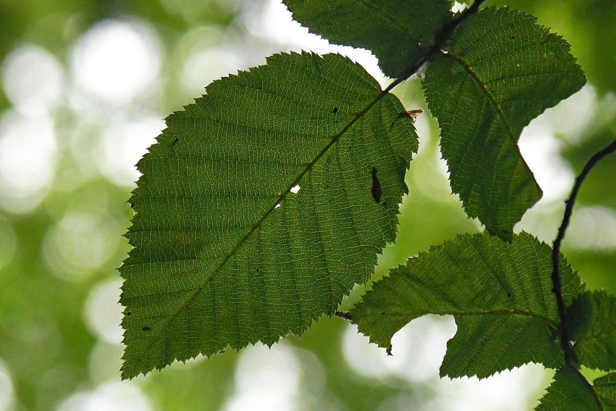 Berg-Ulme_blatt.jpg