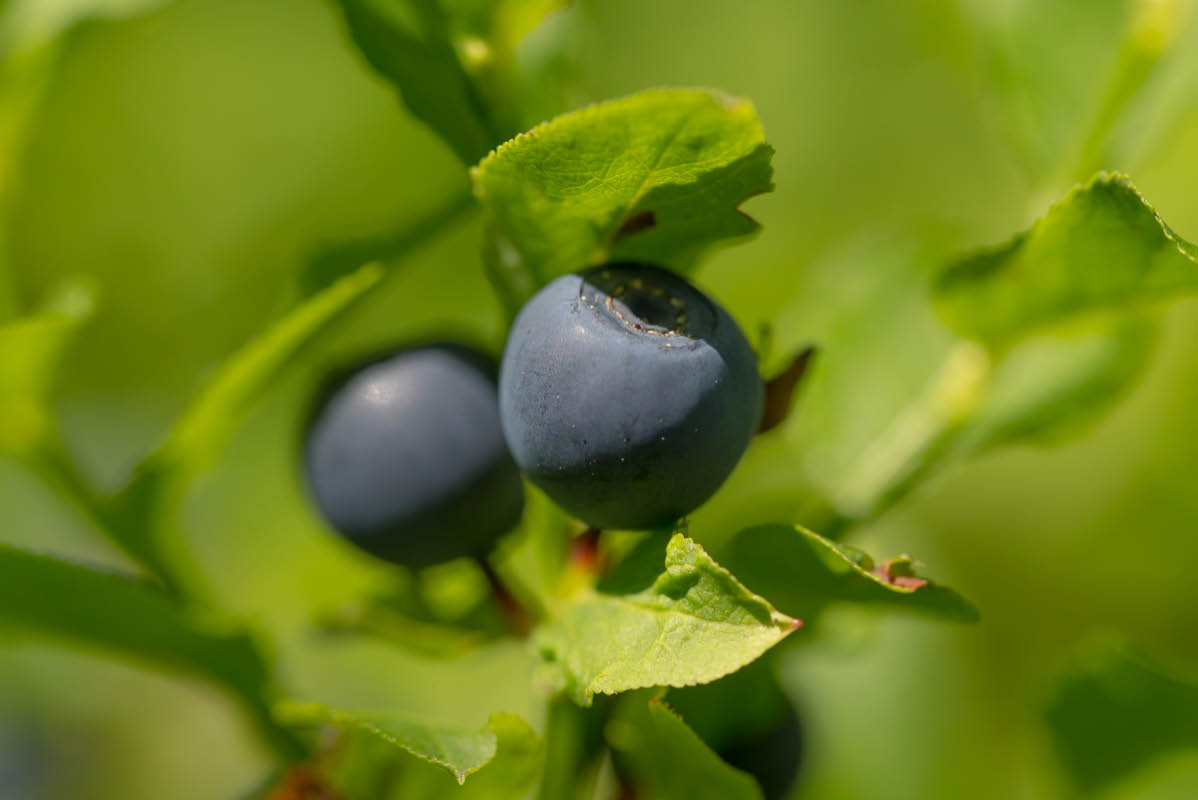 Bickbeeren (1 von 1).jpg