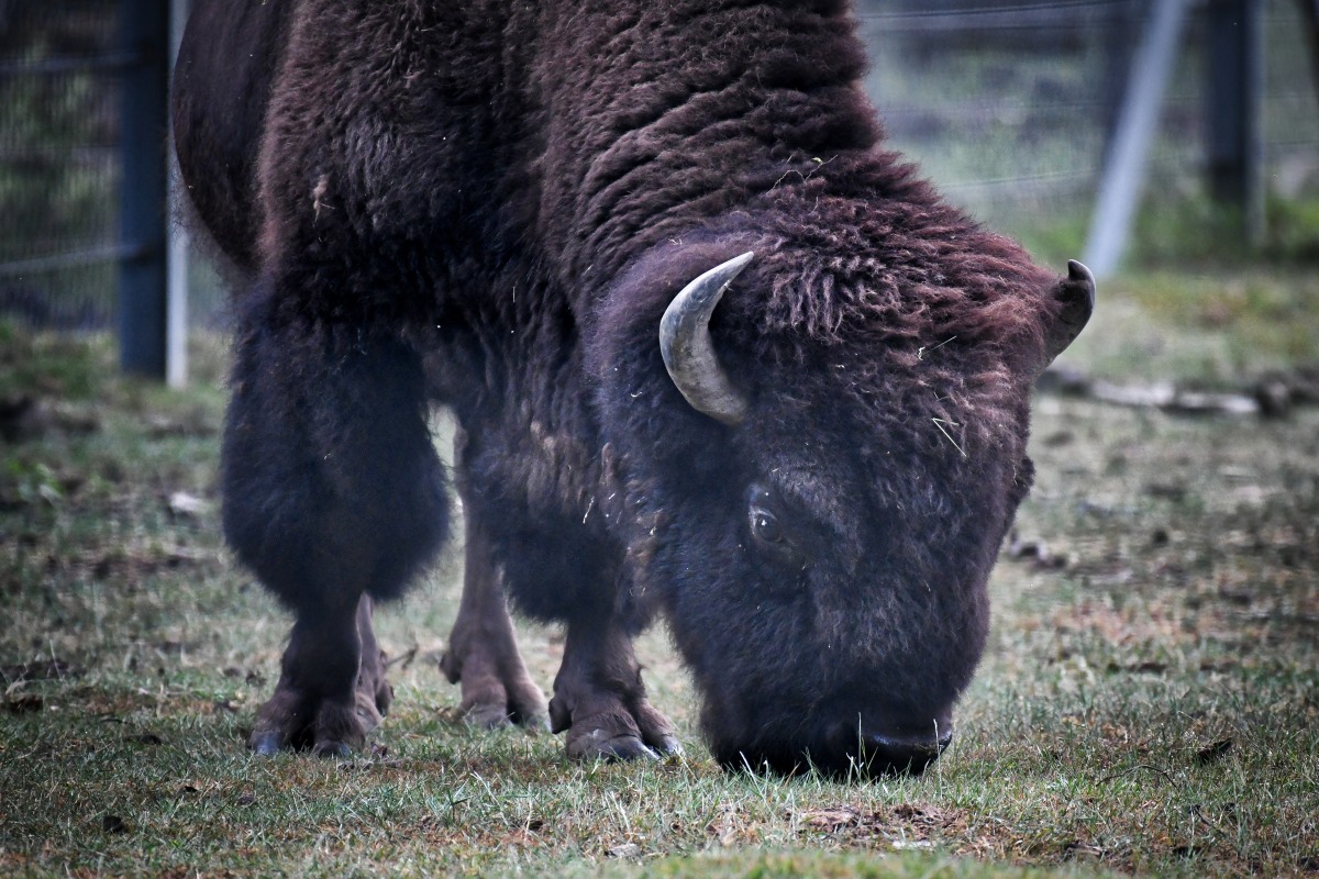 bison_01.jpg