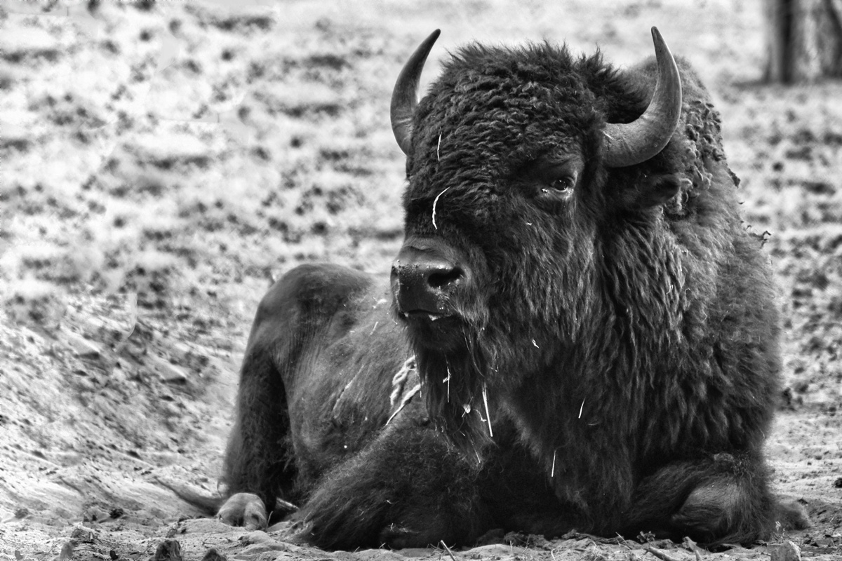 bison_bw.jpg