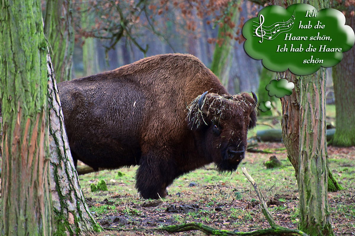 bison_haare_1200.jpg