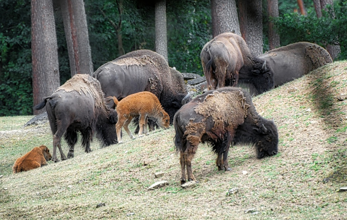 bison_jung.jpg