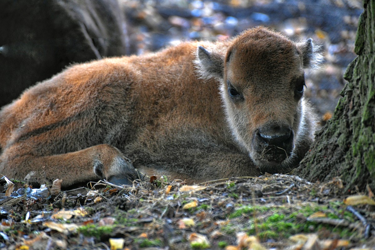 bison_kalb.jpg