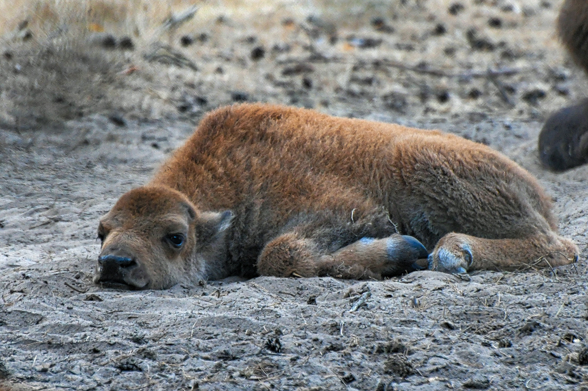 bison_kalb_02.jpg
