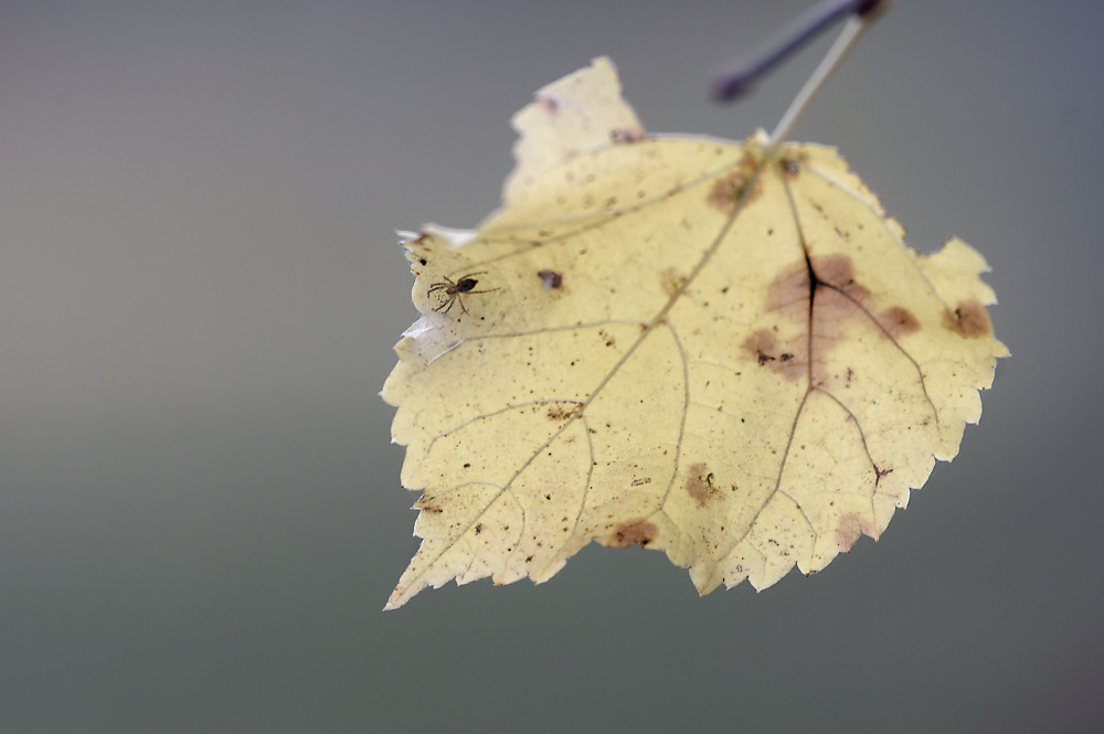 Blatt mit Bewohnerin.jpg