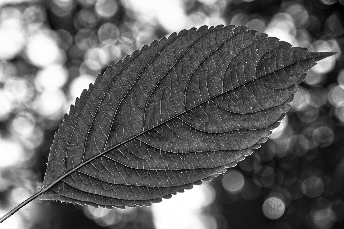 blatt_04.jpg