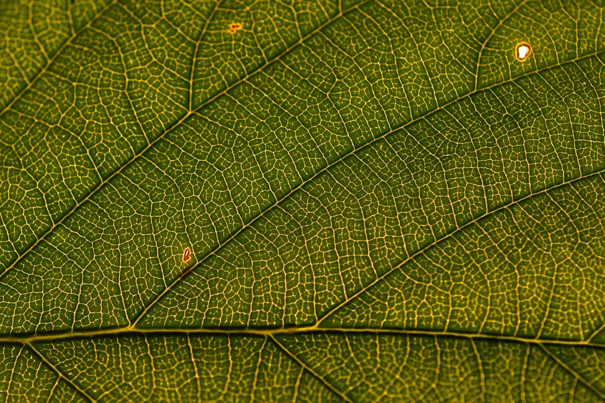blatt_struktur.jpg