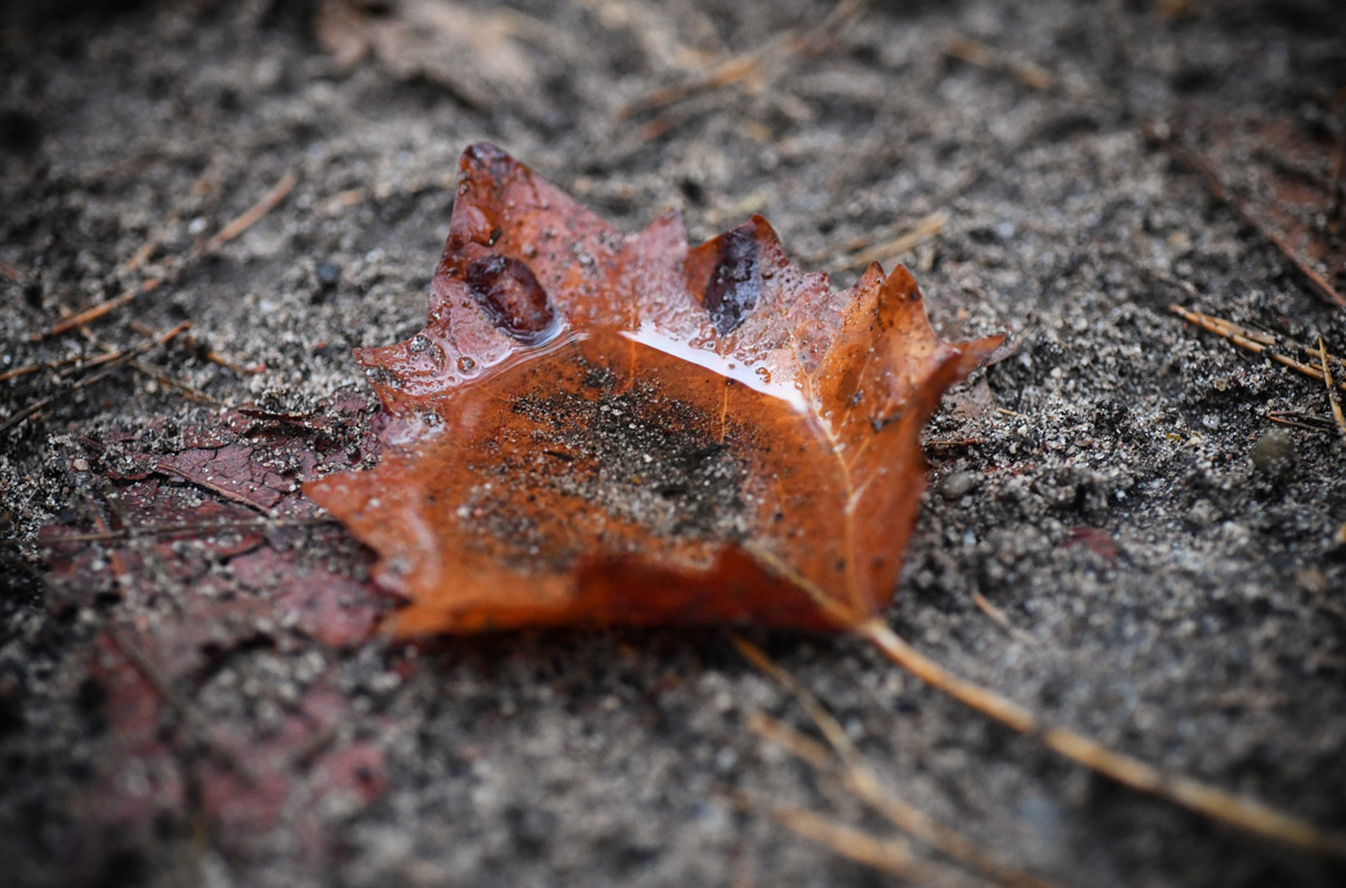 blatt_wasser.jpg