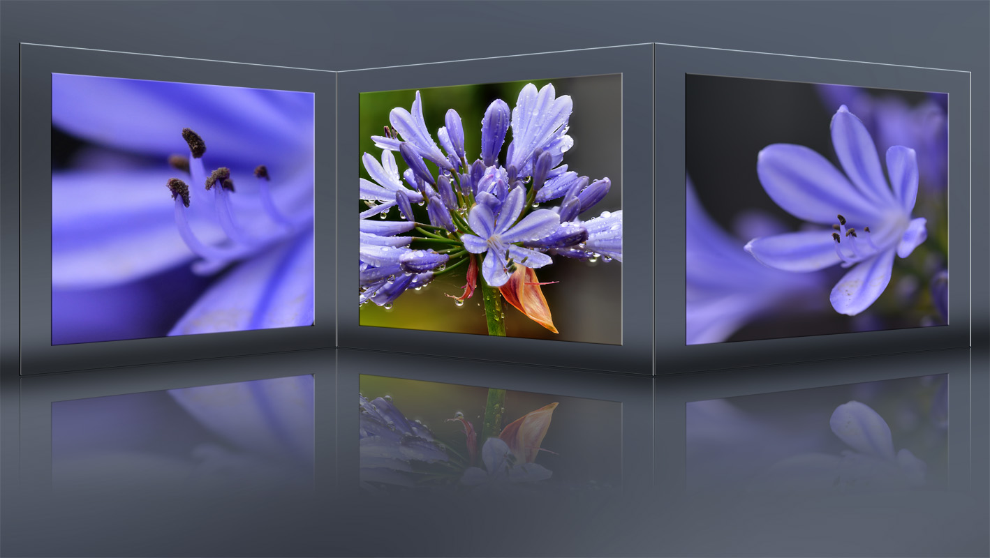 Blaue afrikanische Lilie_120333.jpg