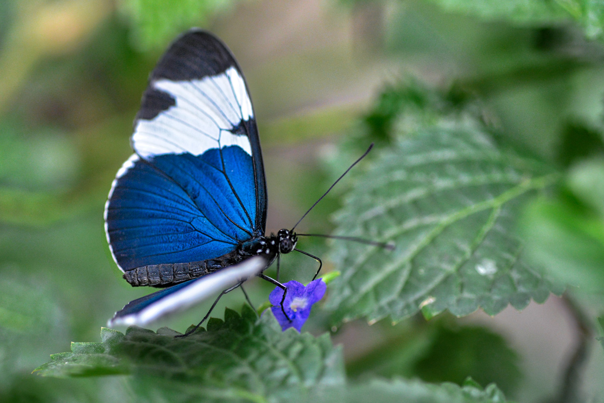 blauer_schmetterling.jpg