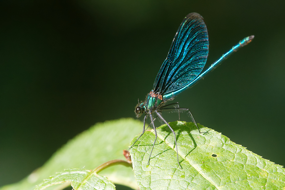 Blauflügel Prachtlibelle (2).jpg