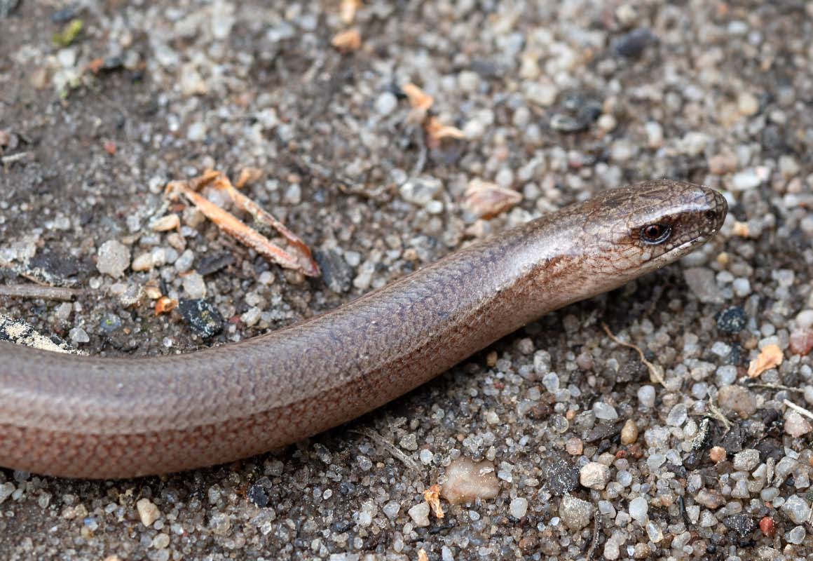 Blindschleiche 3.jpg