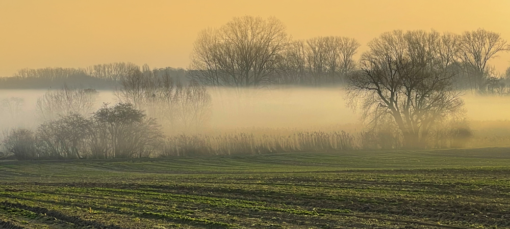 Bodennebel Dannstadter Höhe