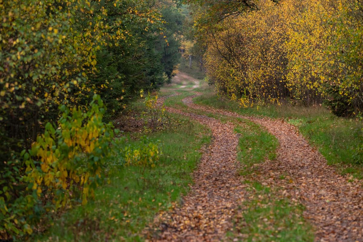 Bokeler Wald.jpg