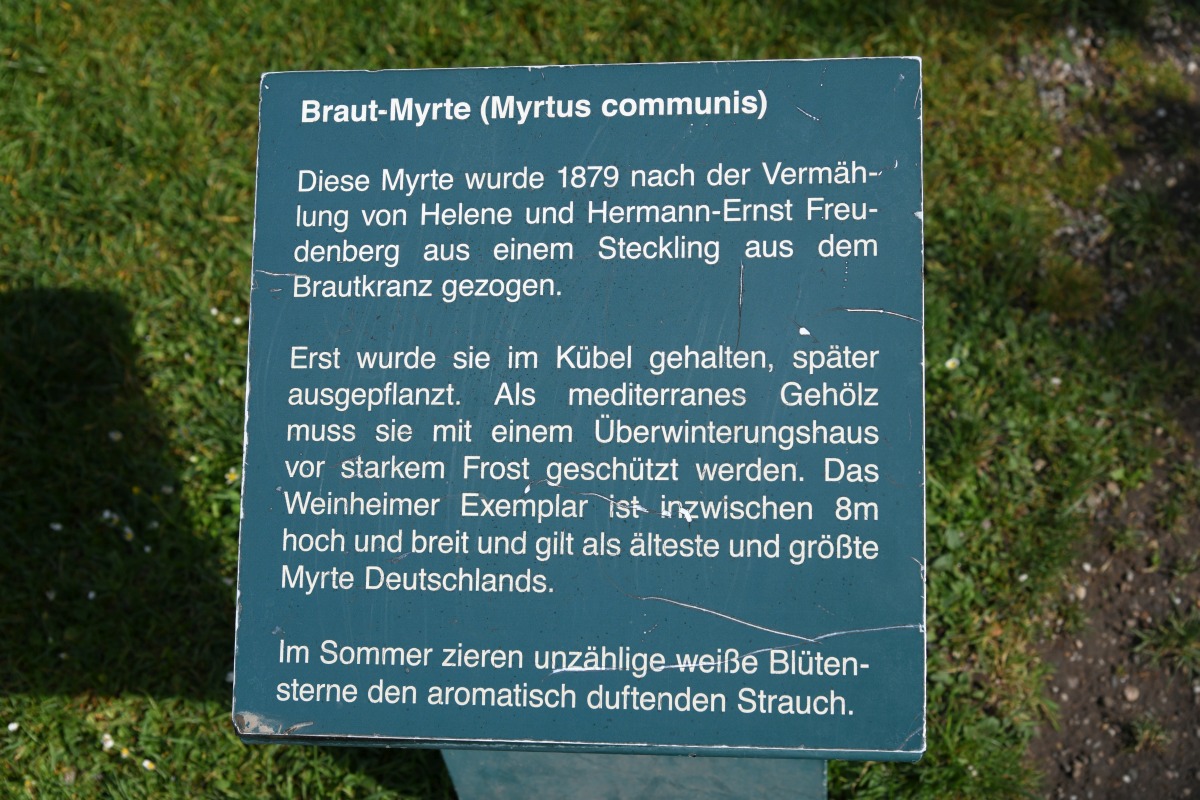 braut_myrte_02.jpg