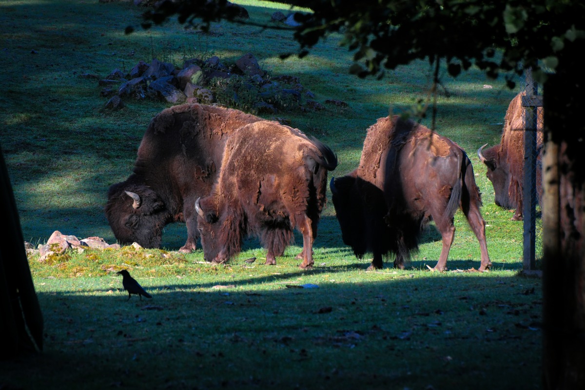 breakfest_bisons.jpg