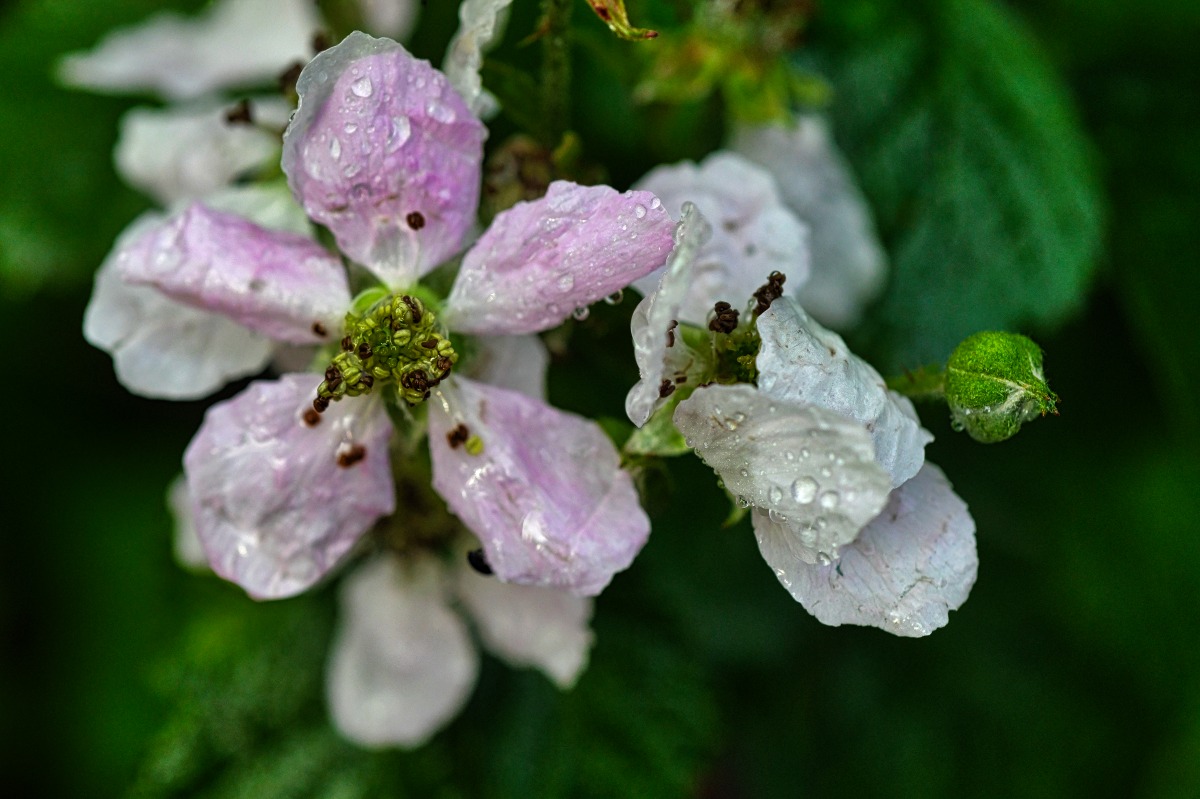 Brombeerblüte.jpg