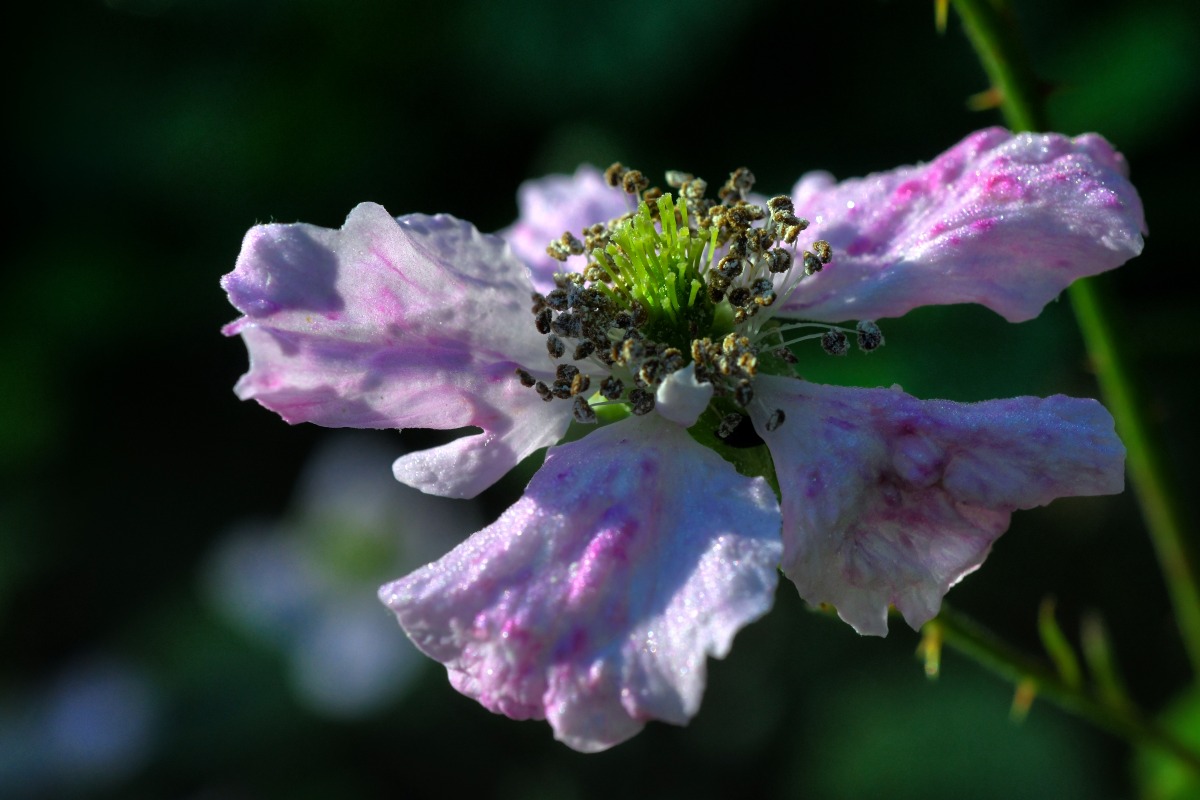 Brombeerblüte_02.jpg