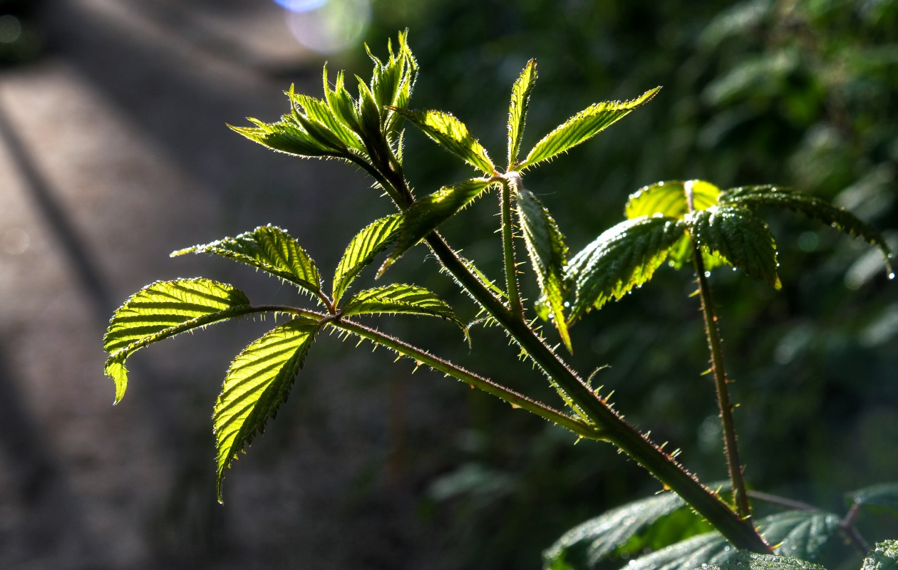 Brombeere.jpg